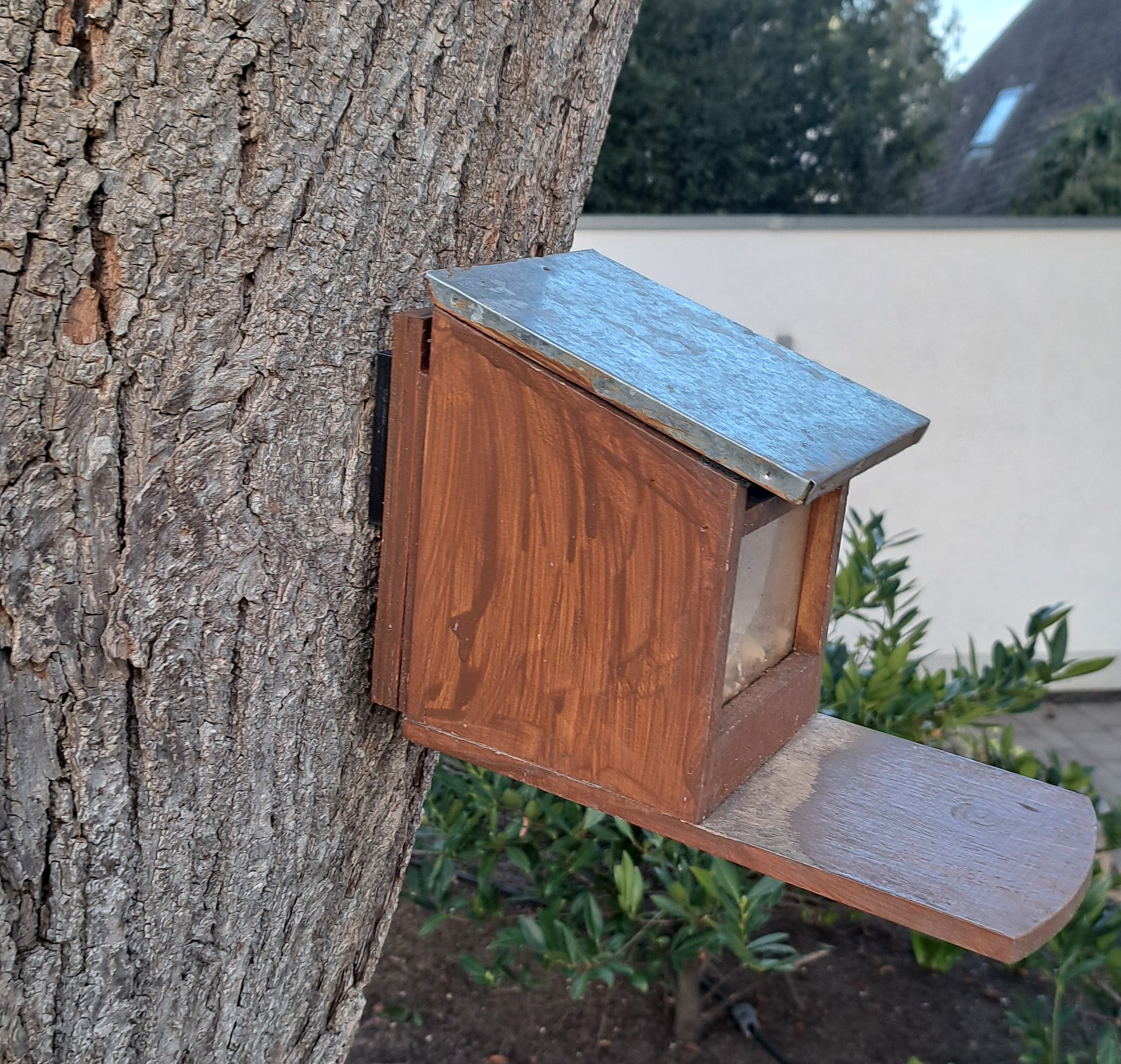 Removable mounting plate for a squirrel's house