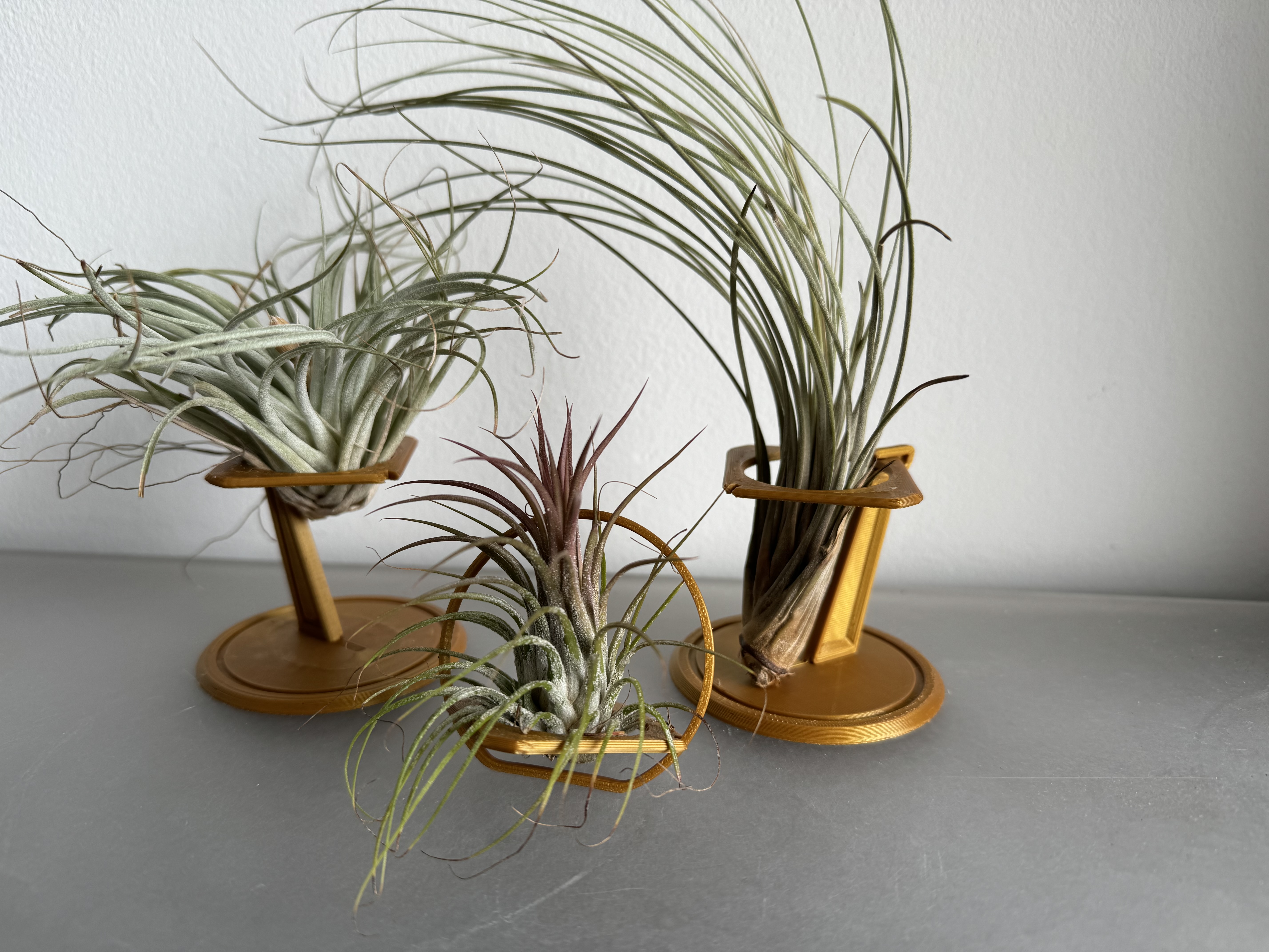 Air plant planter