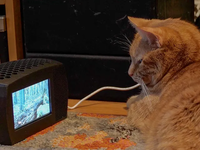 Cat TV