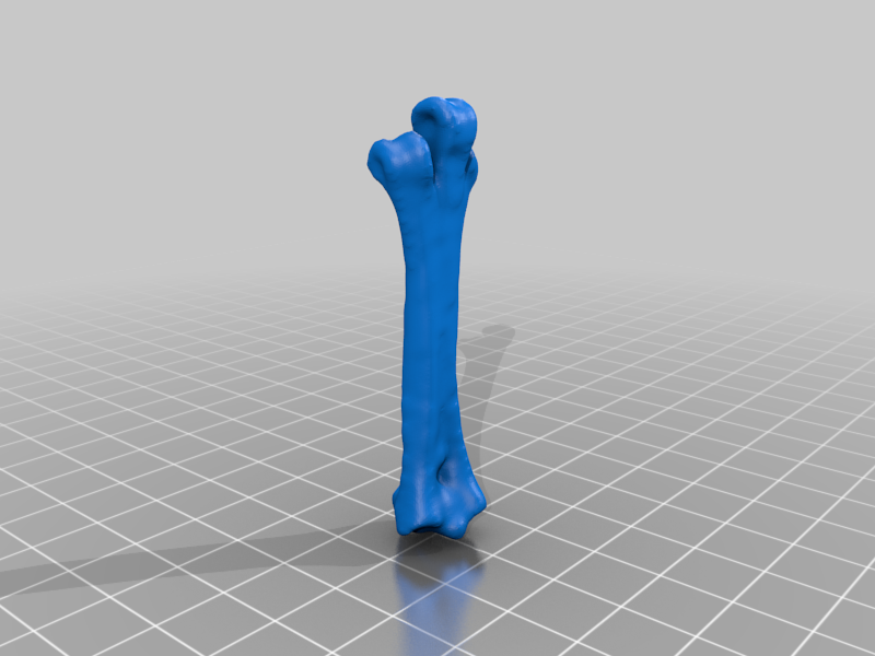 Miniatura 3 do modelo 3D Kiwi Leg Bones