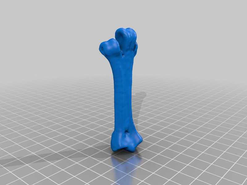 Miniatura 5 do modelo 3D Kiwi Leg Bones