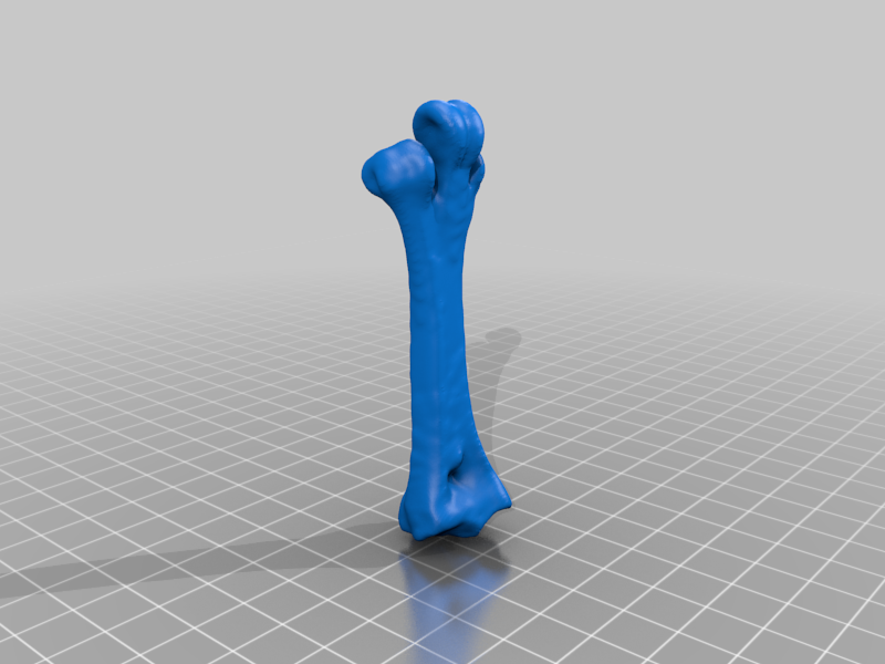 Miniatura 4 do modelo 3D Kiwi Leg Bones