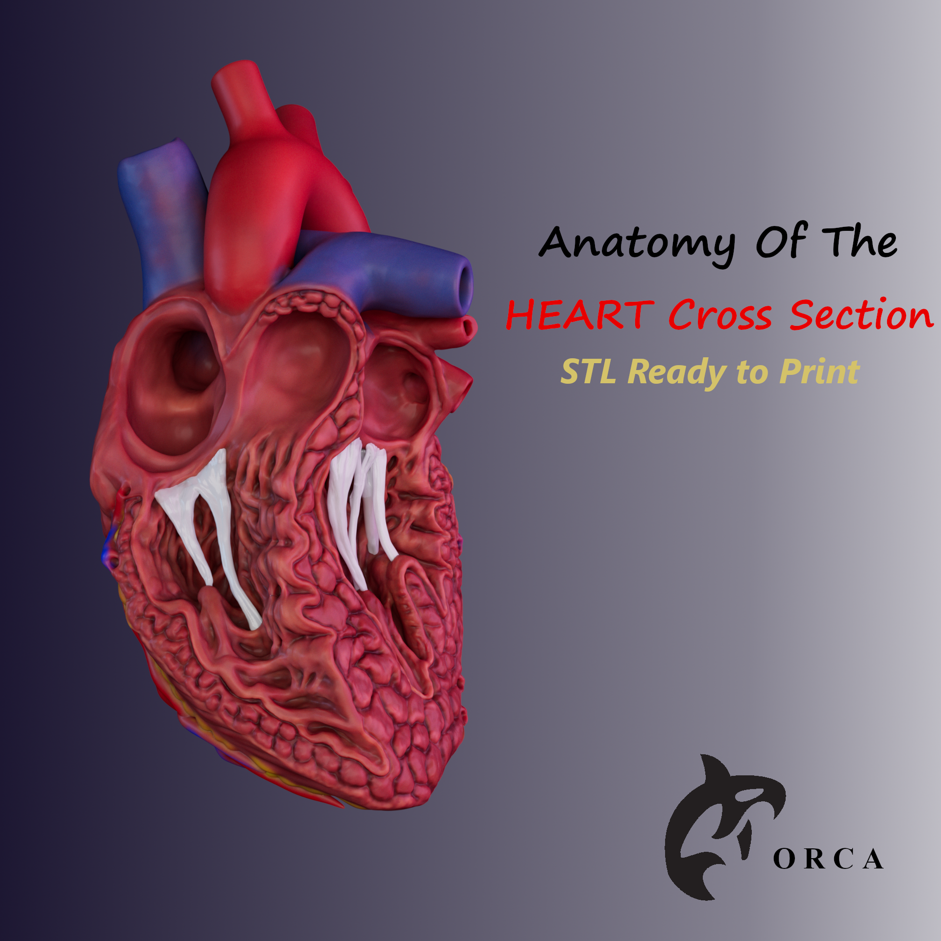 HUMAN HEART CROSS SECTION 3D PRINTING