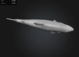 King (Chinook) Salmon swimming