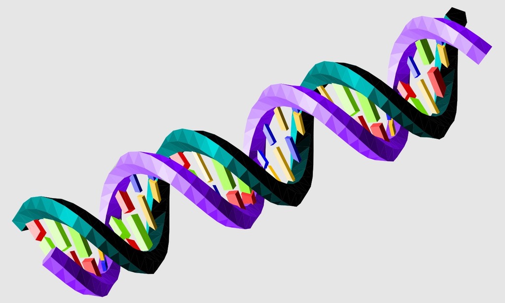 Miniatura 8 do modelo 3D DNA Model