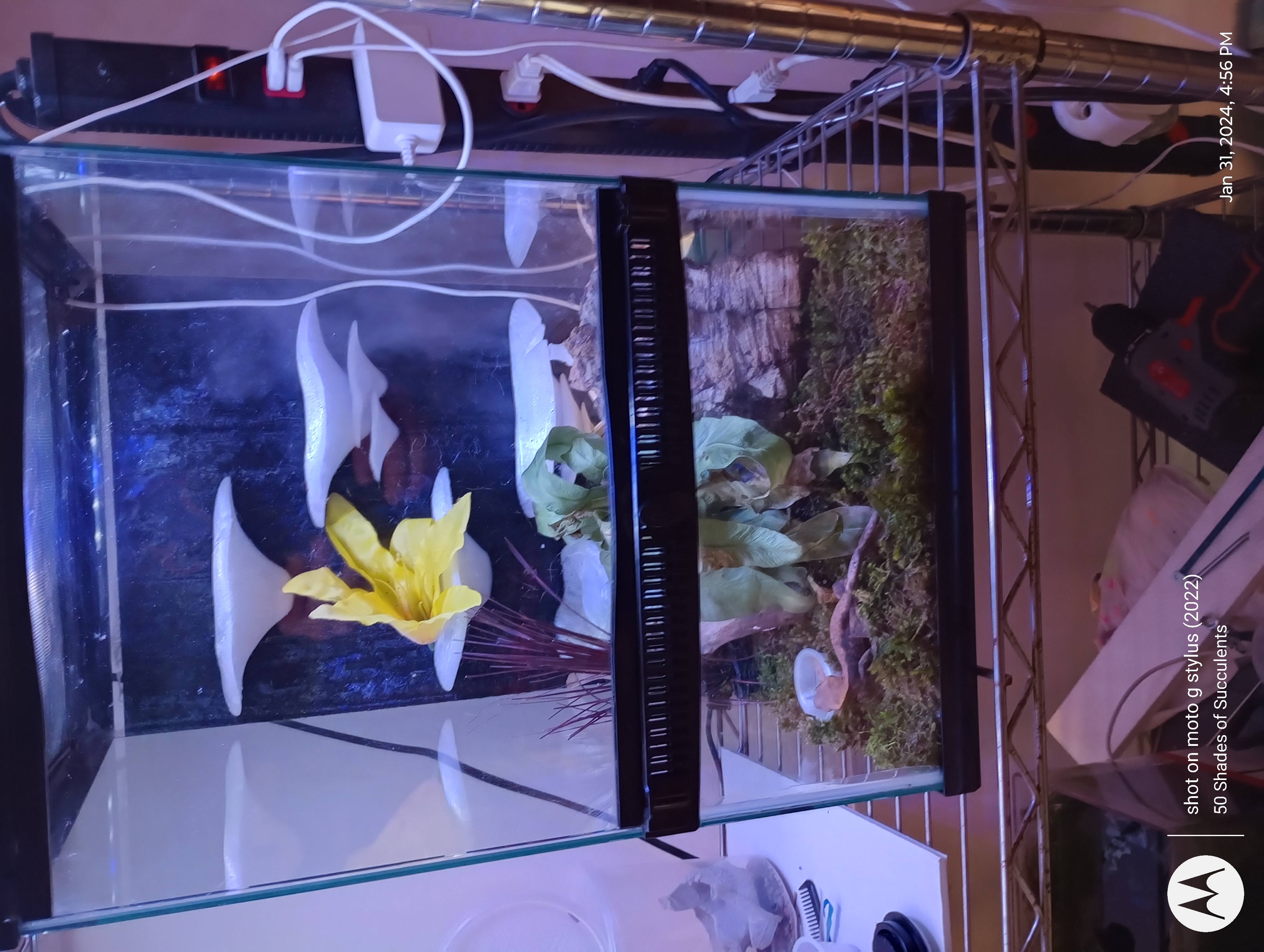 Gecko Shroom Wall