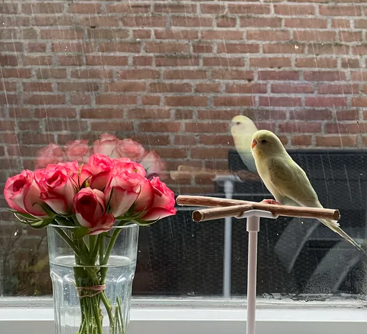 Bird Stand