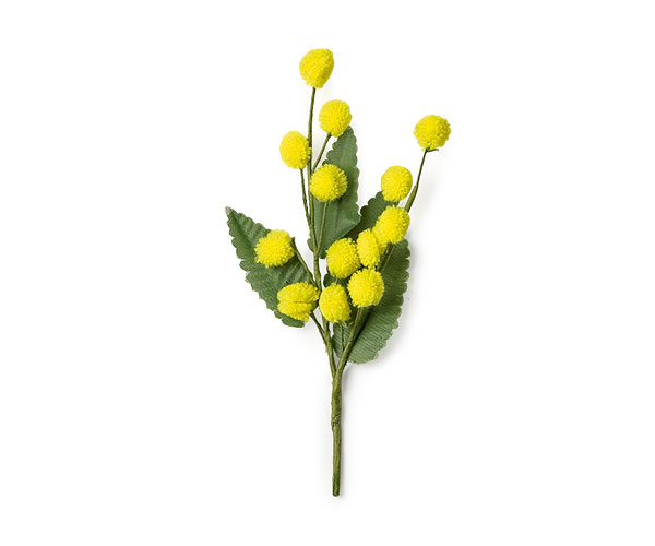 Mimosa - Women's day
