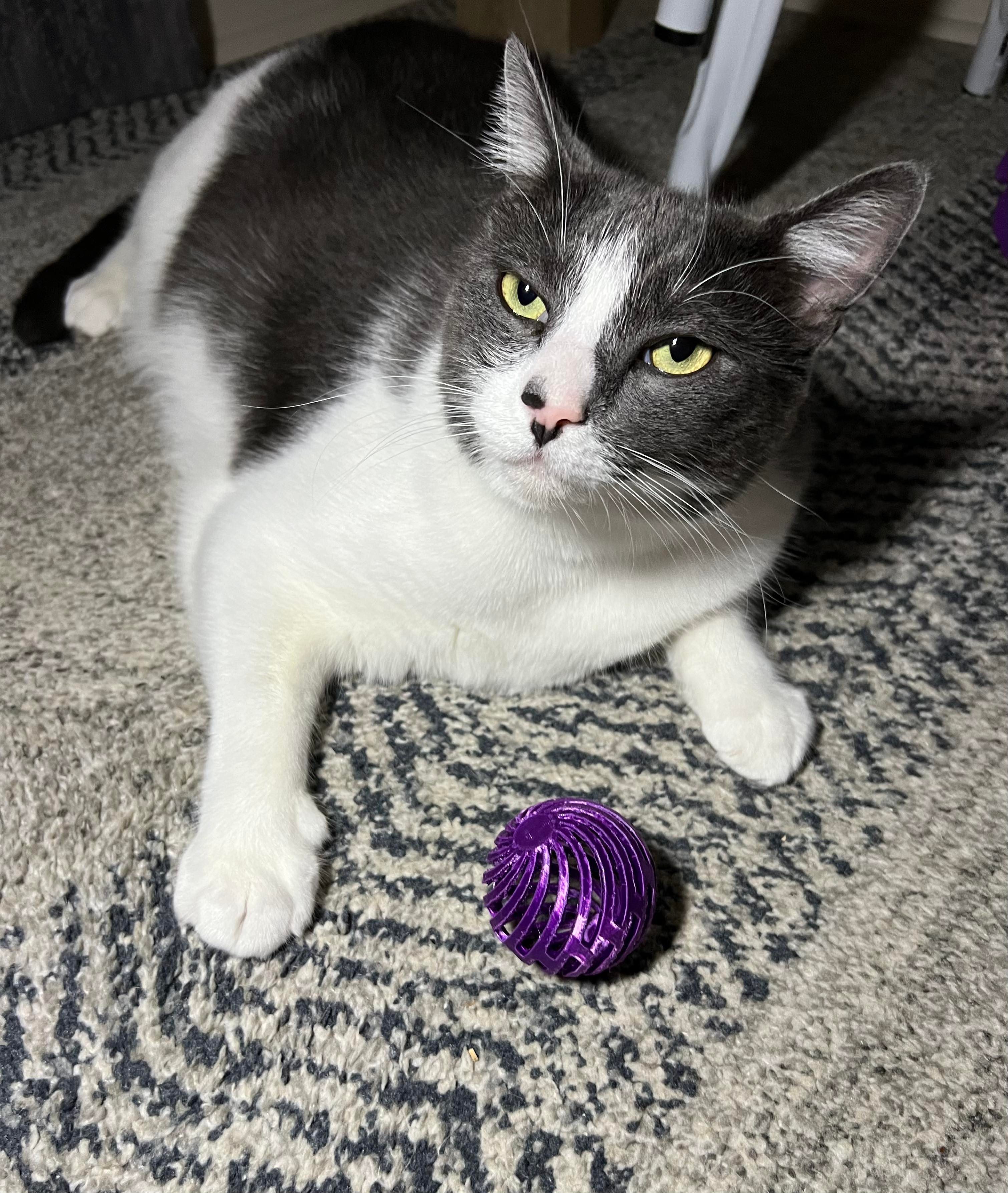 Cat toy