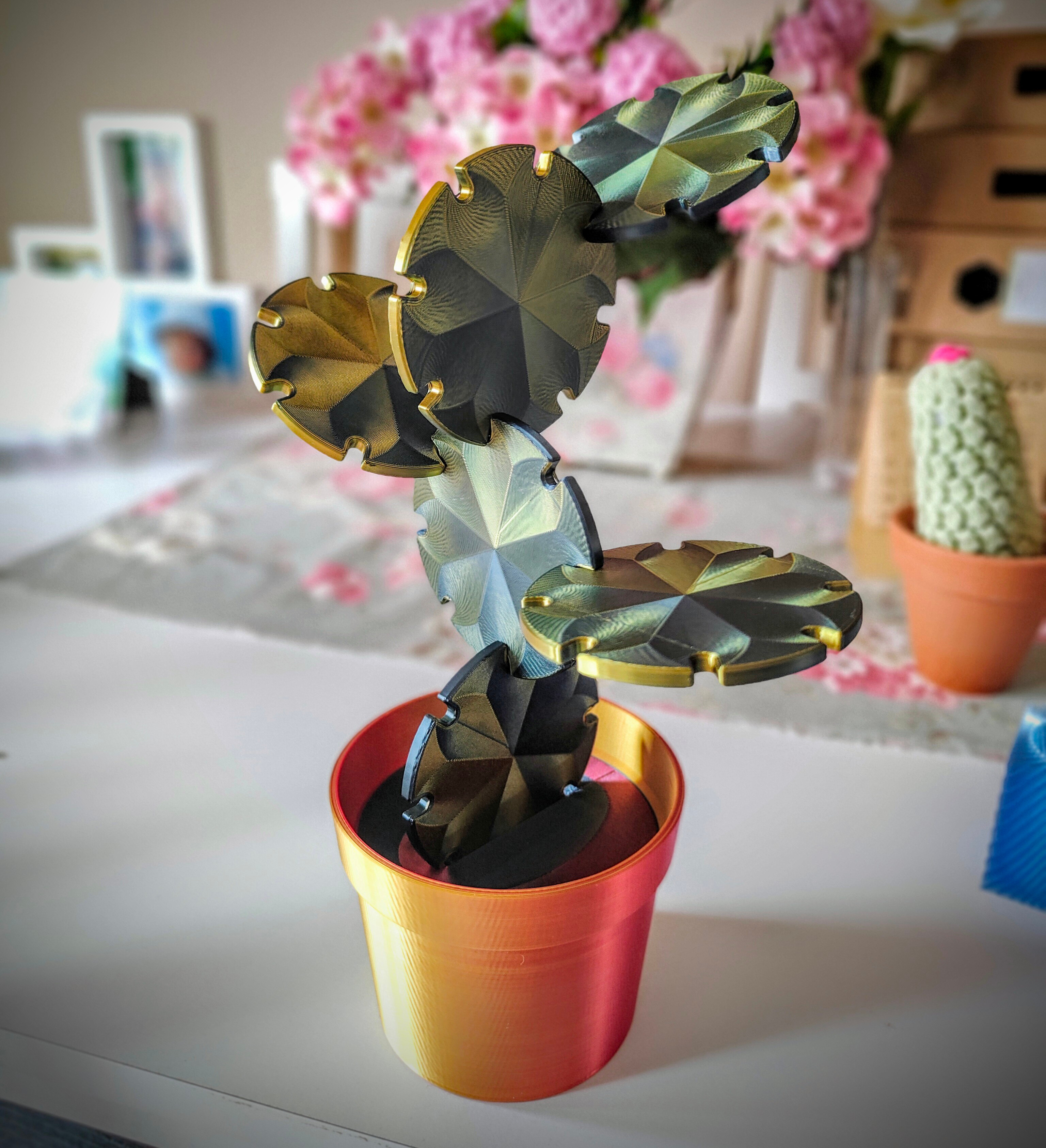 Cactus Coaster Plant