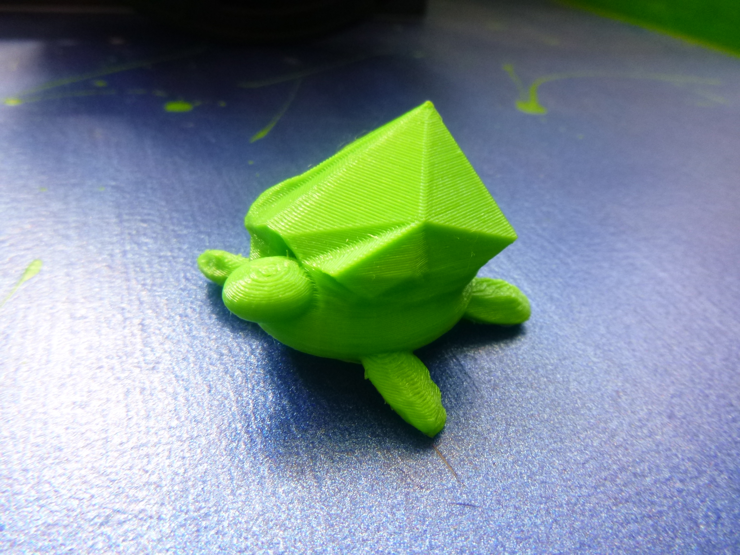 turtle