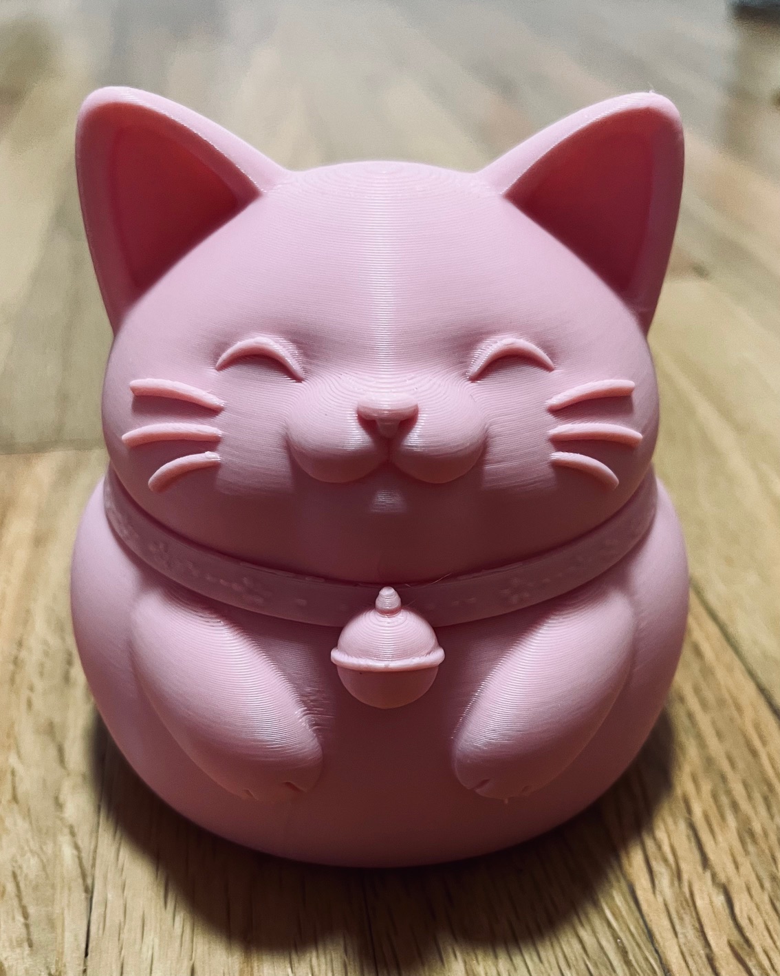Cute Chubby Cat