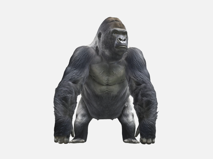Mountain Gorilla — miniatura 4