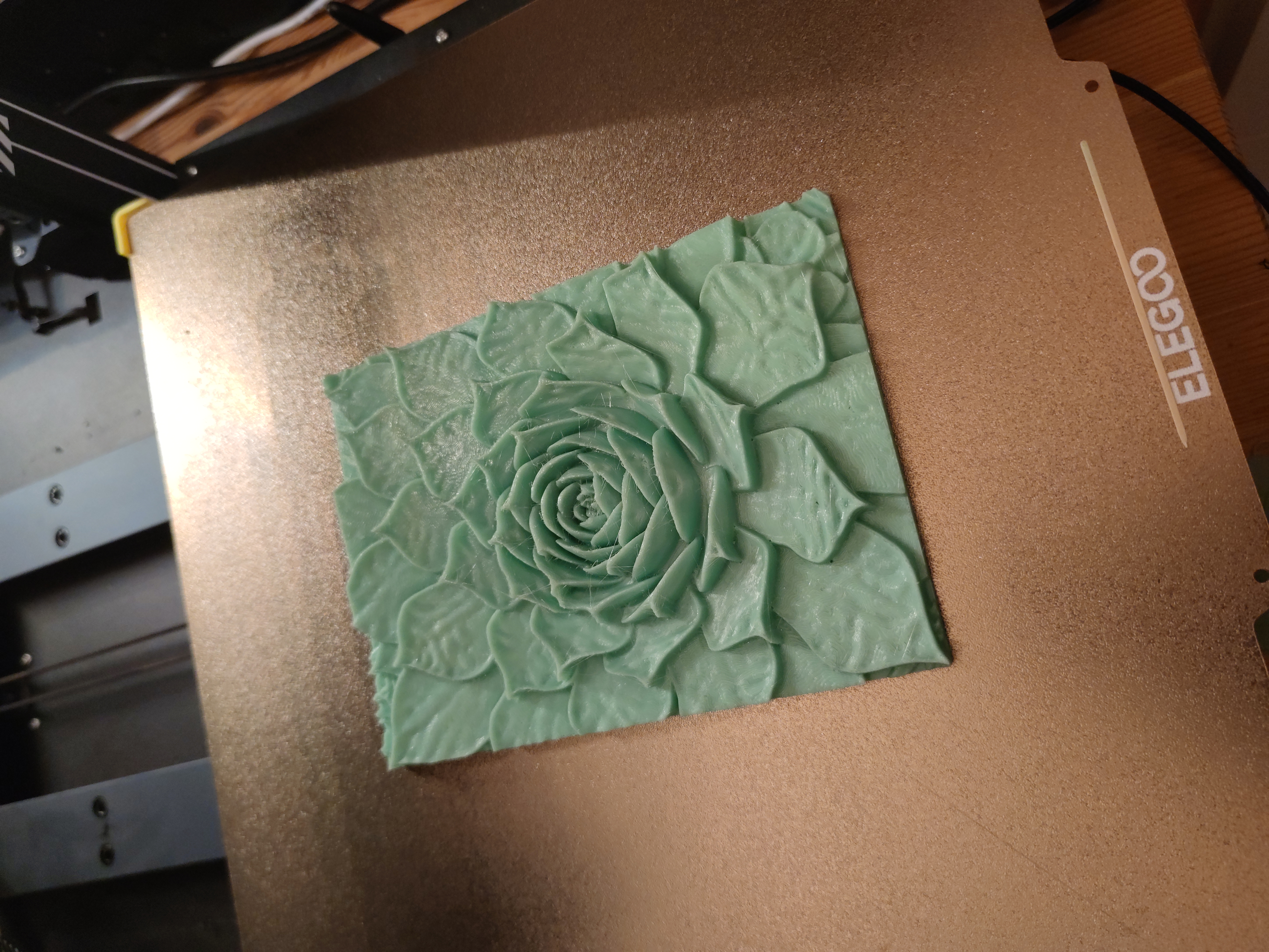 Dachwurz 3D Bild