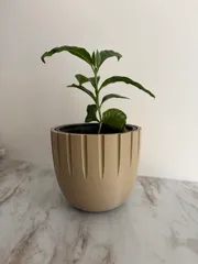 Plant Pot