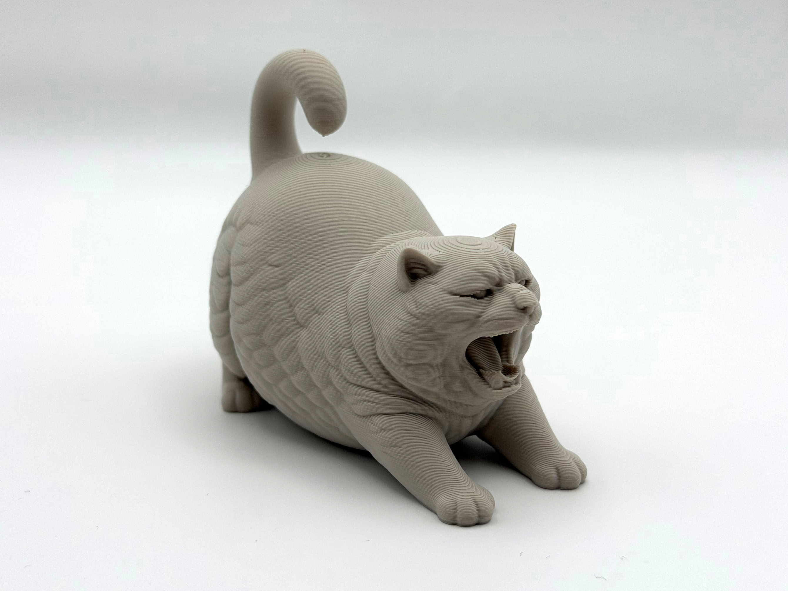 Chonky Kitten
