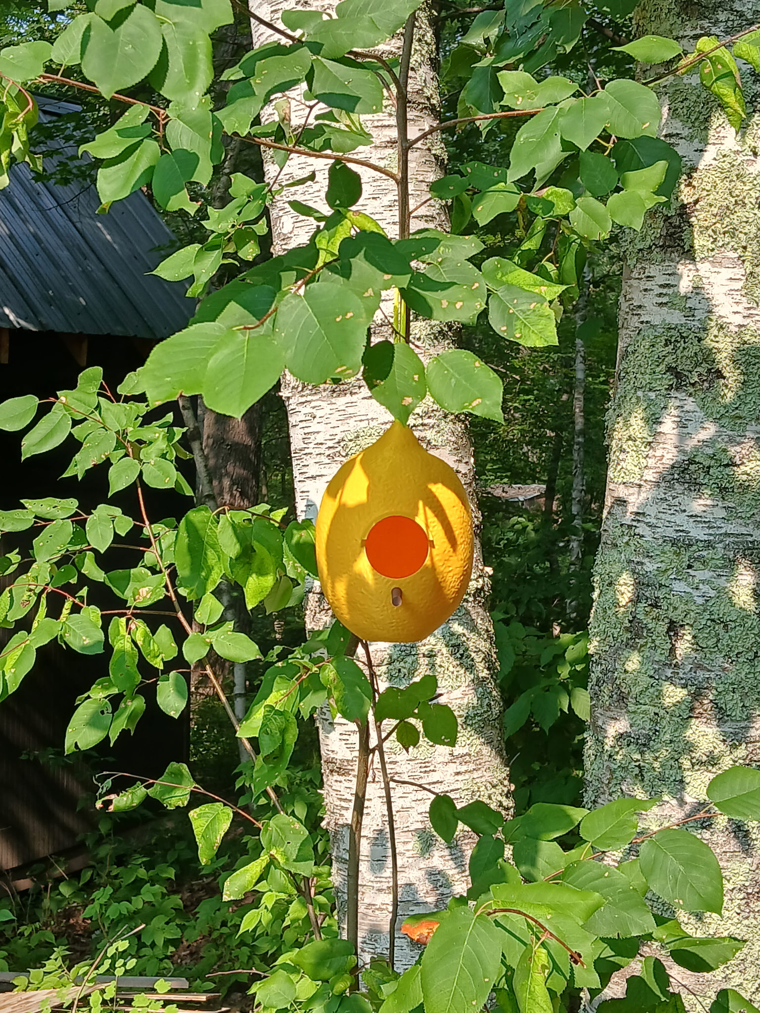 Lemon and Pear Shaped Birdhouses