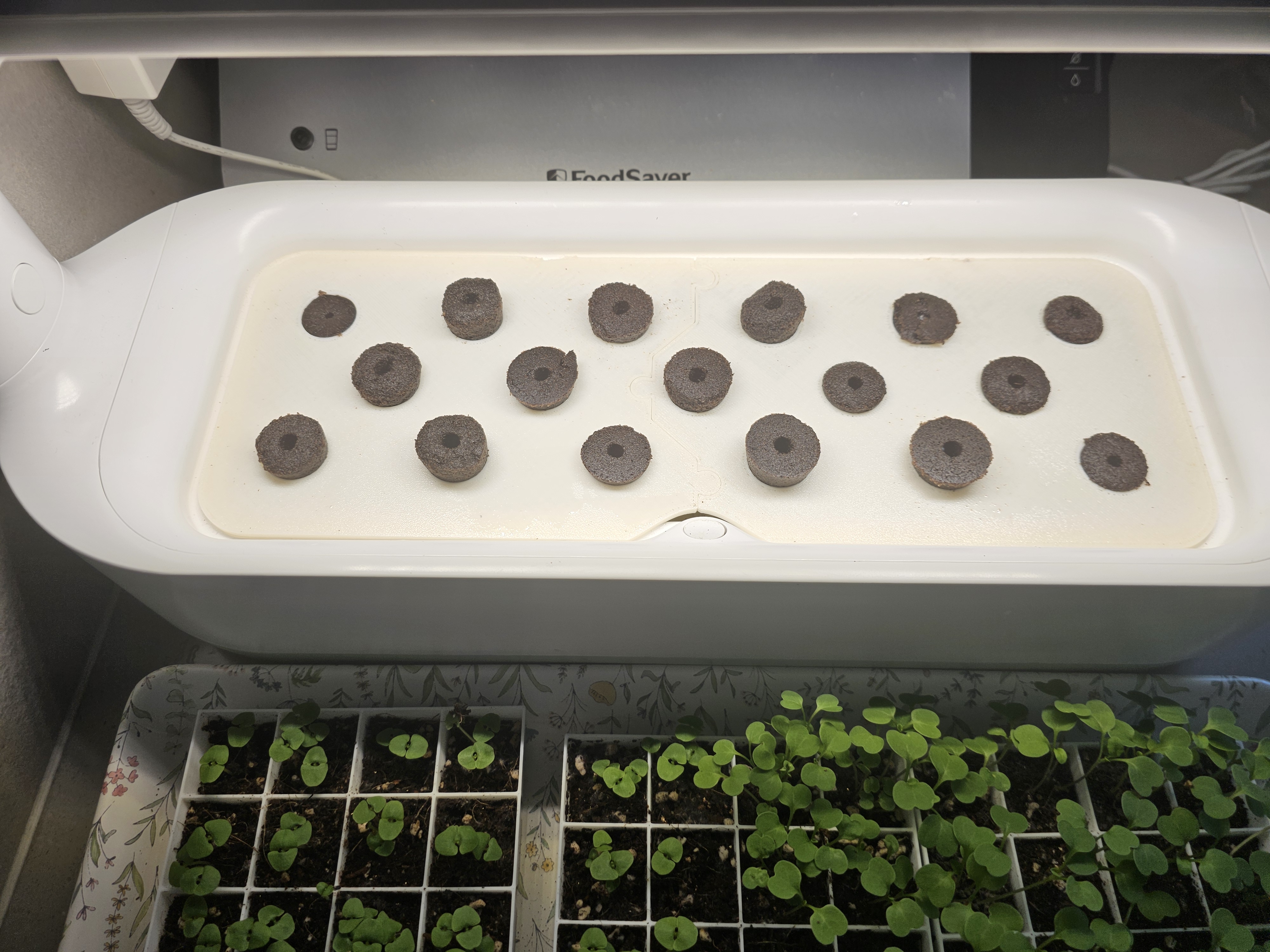 LG Tiun mini growing plate for cone shape growing sponeges