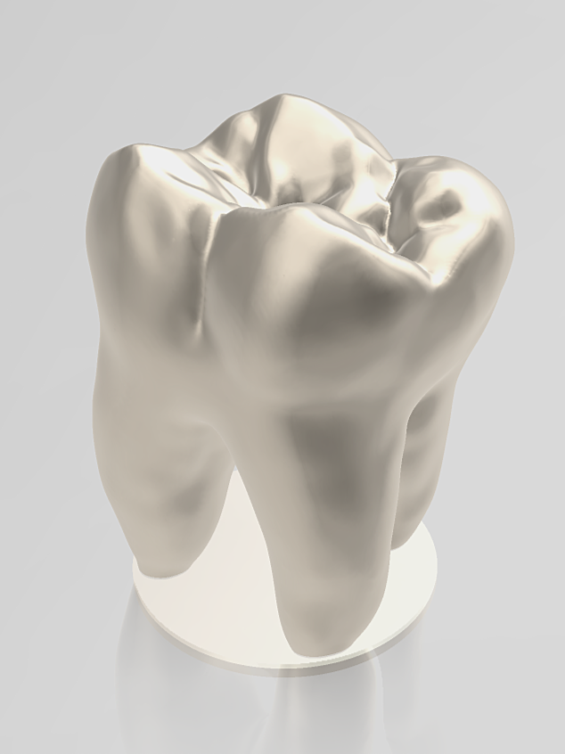 Tooth Molar study Model