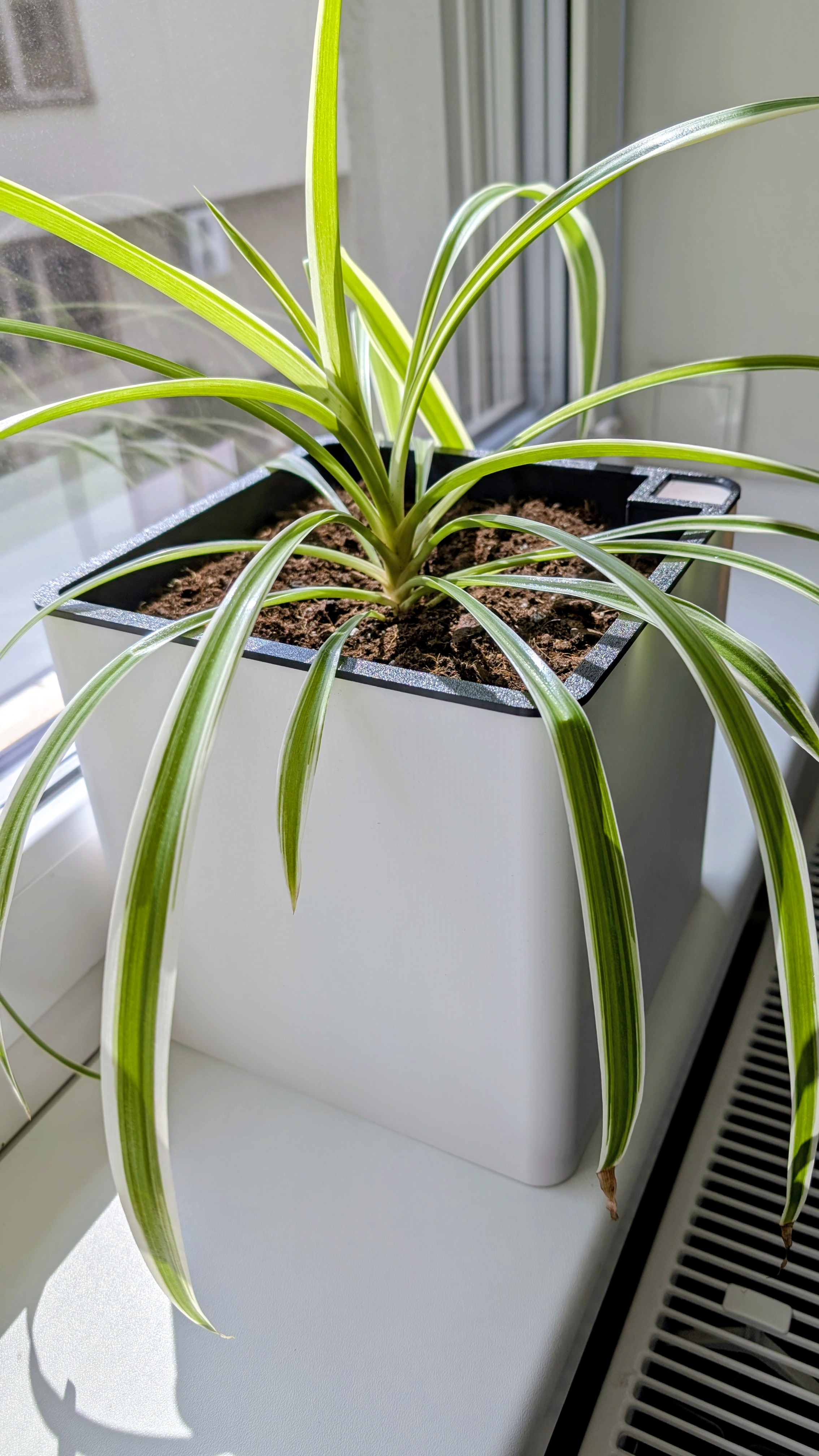 Self-Watering Planter 20×20×20 cm