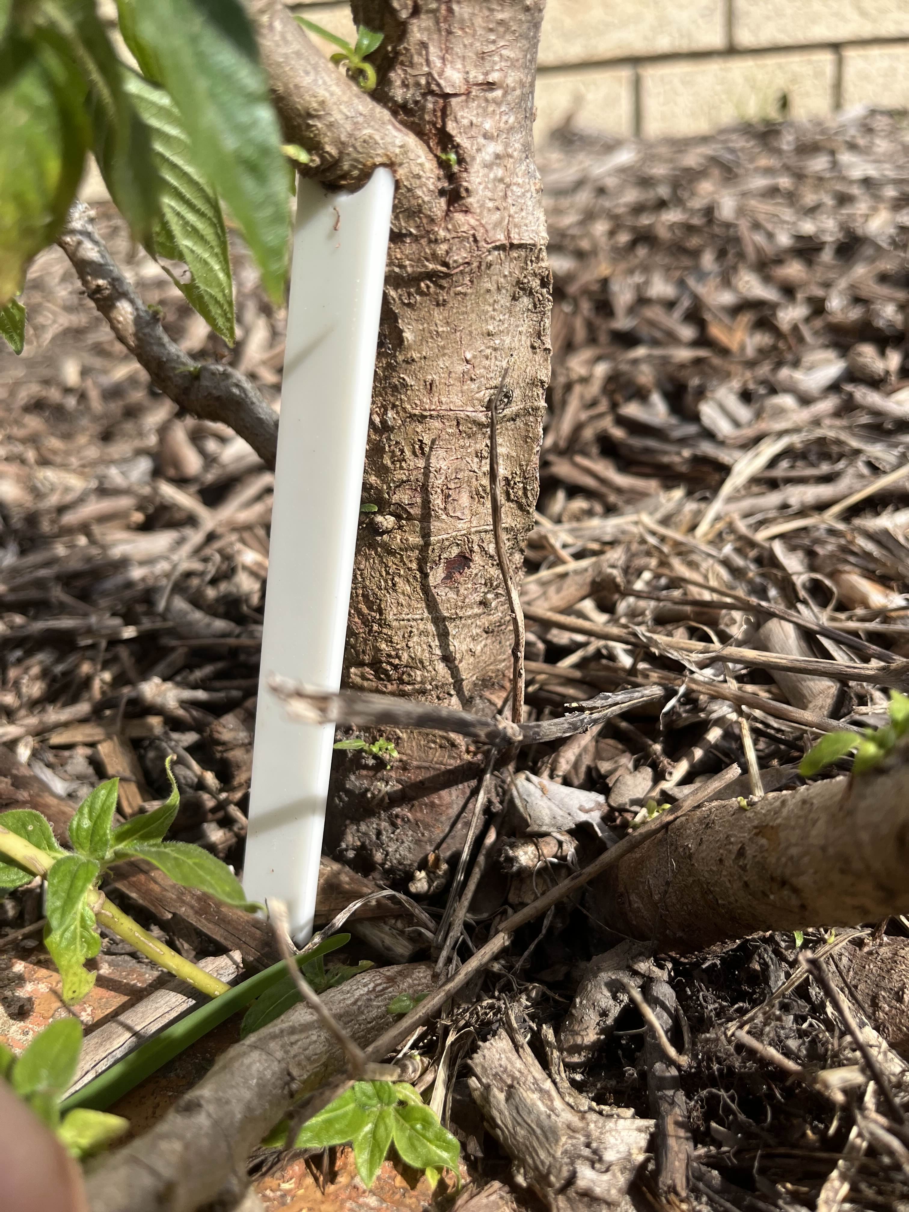 Upright plant support