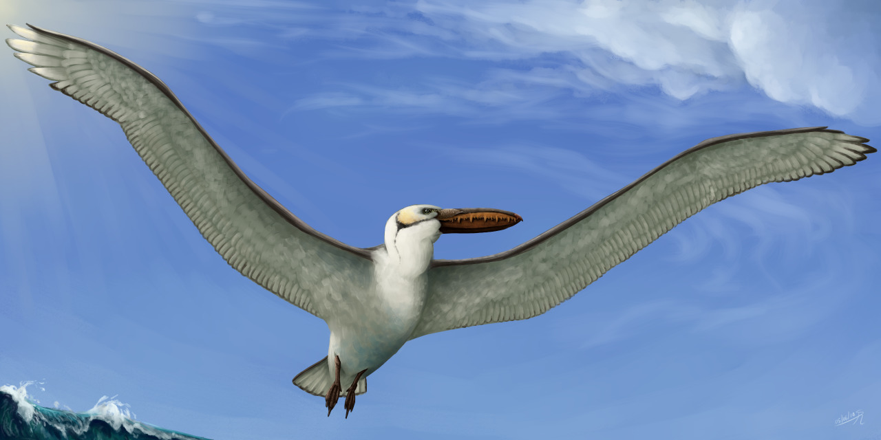 articulated/flexy pelagornis
