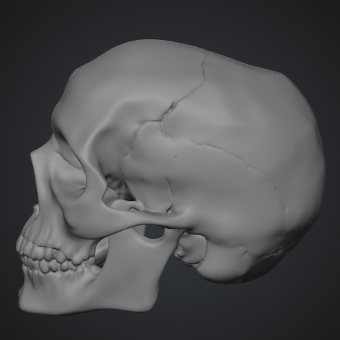 Real Human Scull 1:1 by Roman_3D | Download free STL model | Printables.com