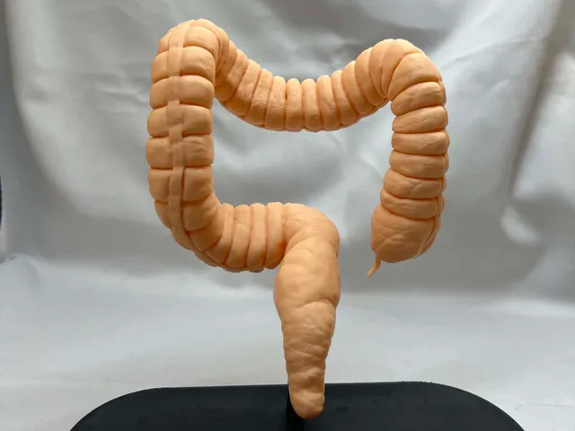 Large Intestine Anatomical 3D Model