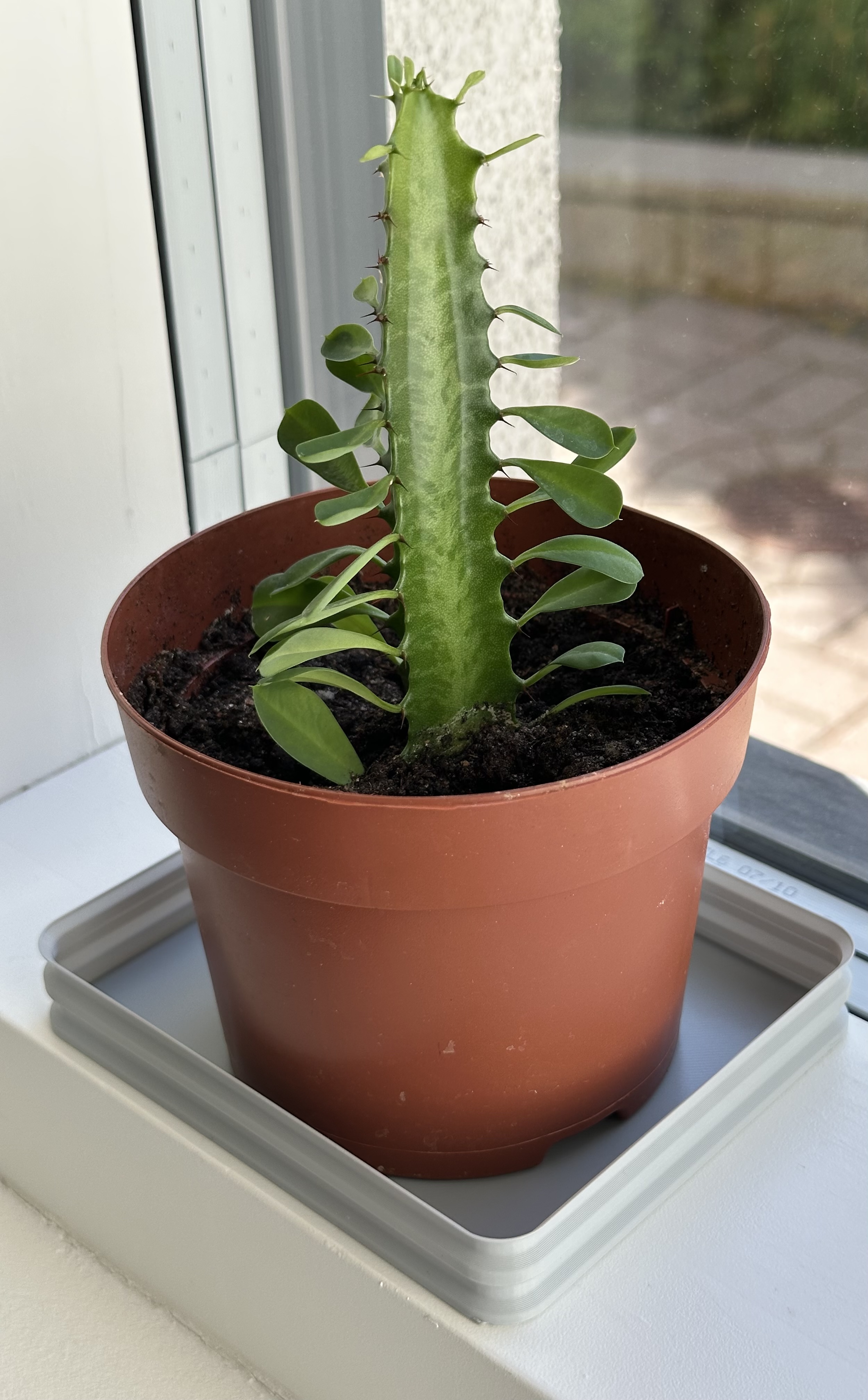 Plant saucer - corrugated vase mode