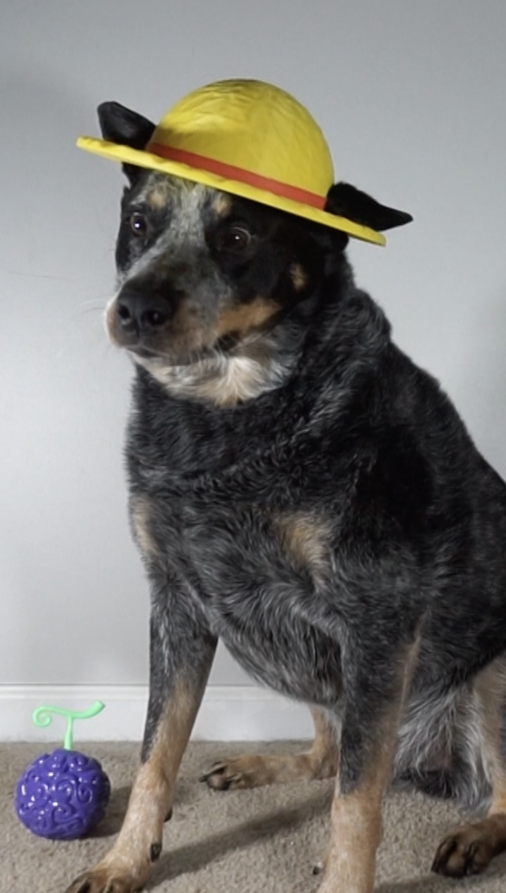 Luffy's Straw Hat from One Piece - For Your Dog