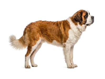 Saint Bernard