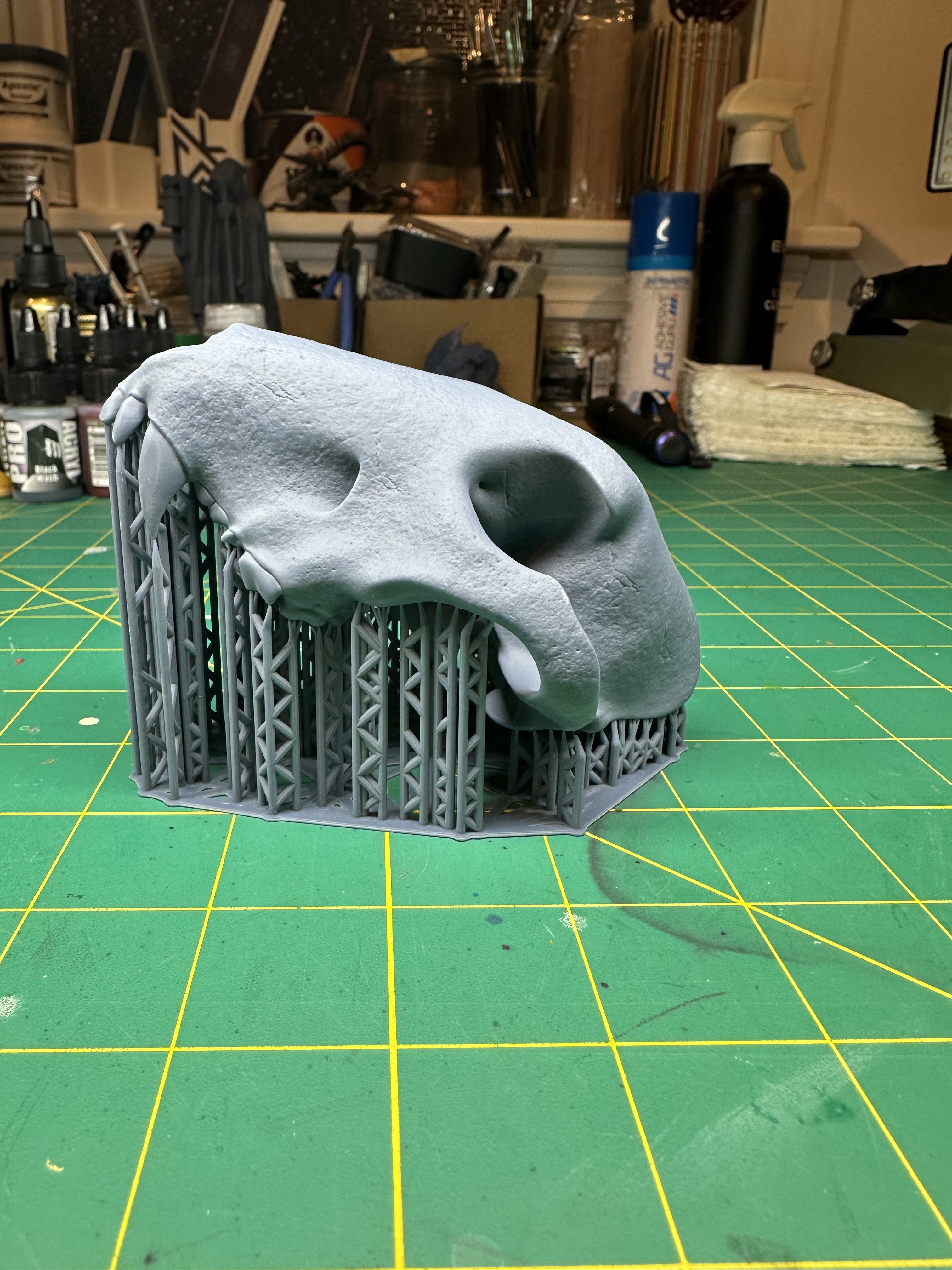 Bull Terrier Skull (Pre Supported)