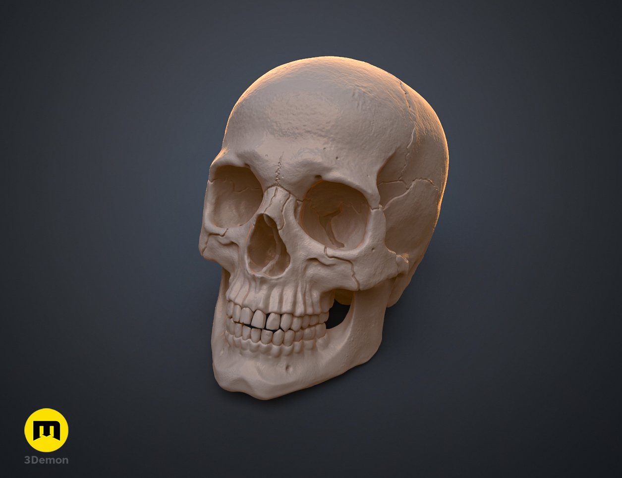 anitomically correct human skull by Liam Porter | Download free STL ...