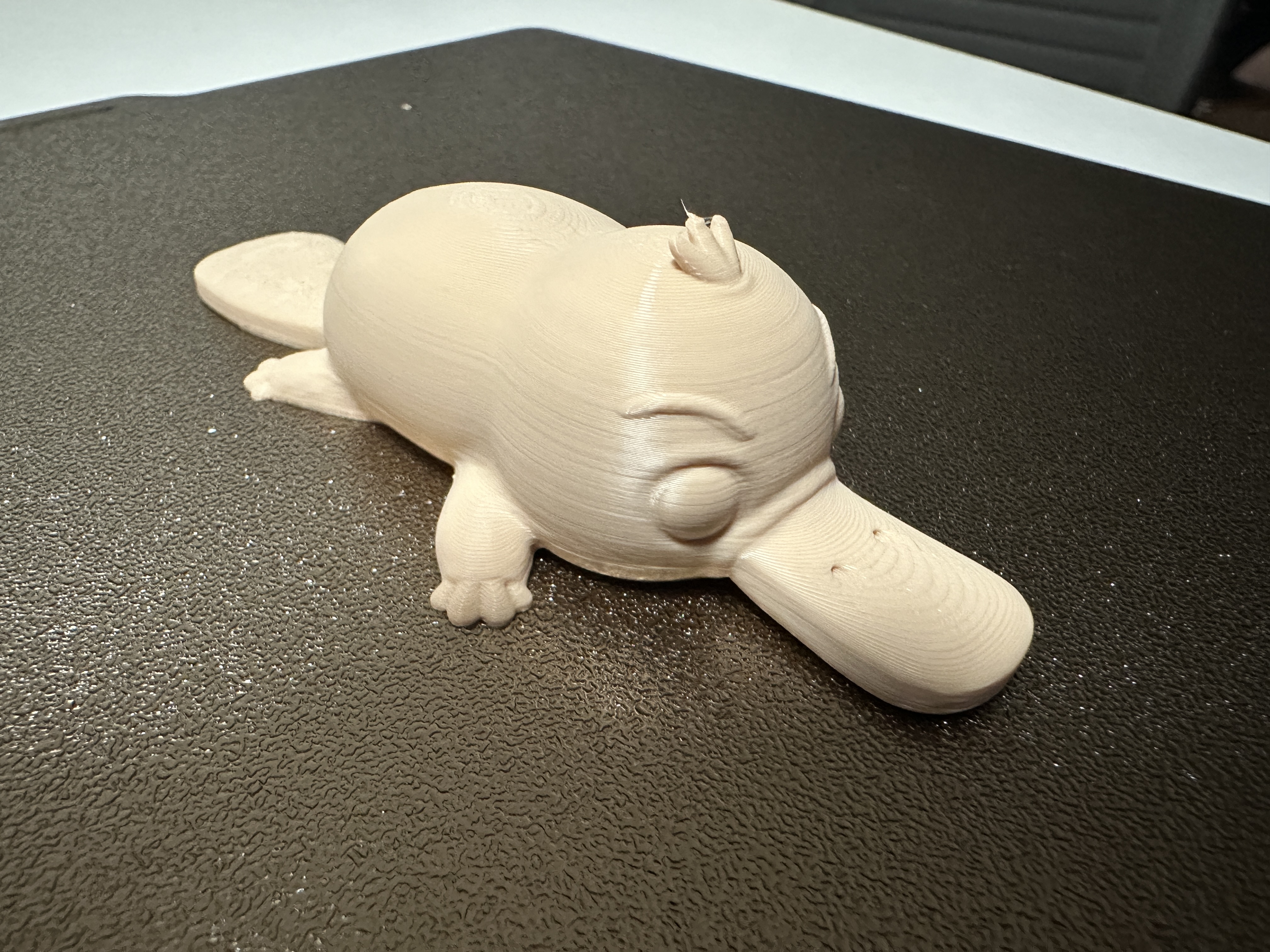 Miniatura 5 do modelo 3D Platypus Puffin
