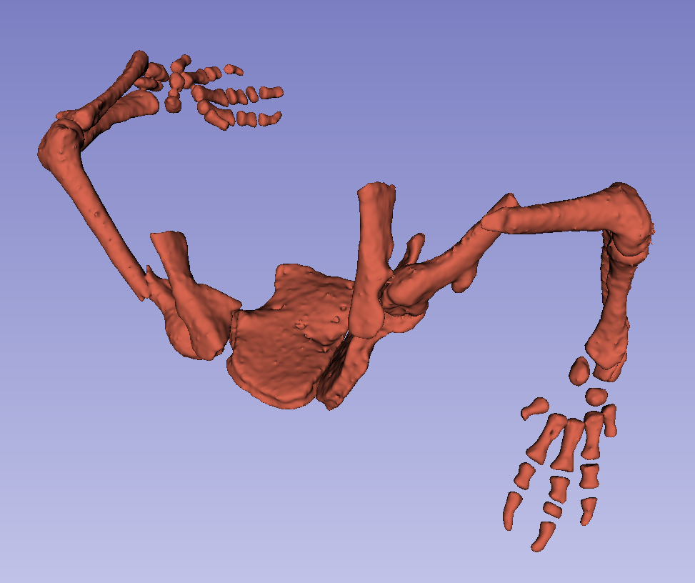 Salamander Skeleton — thumbnail 3