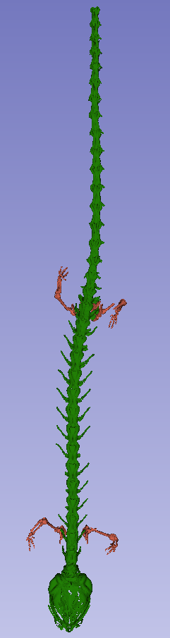 Salamander Skeleton — thumbnail 2