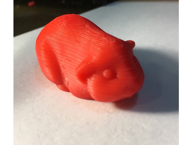 Guinea Pig