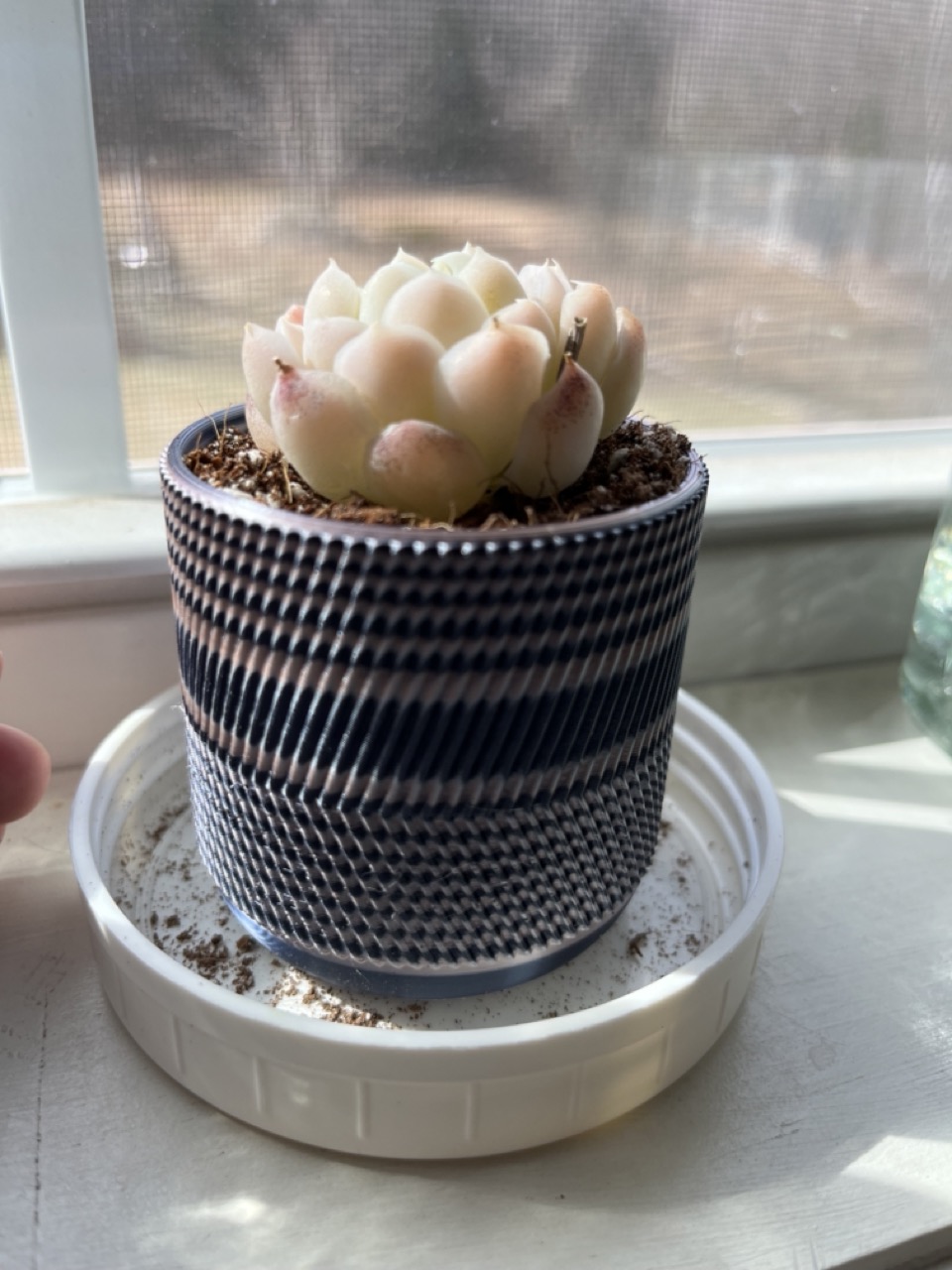 Tiny plant pot for very small plants, cuttings, seeds