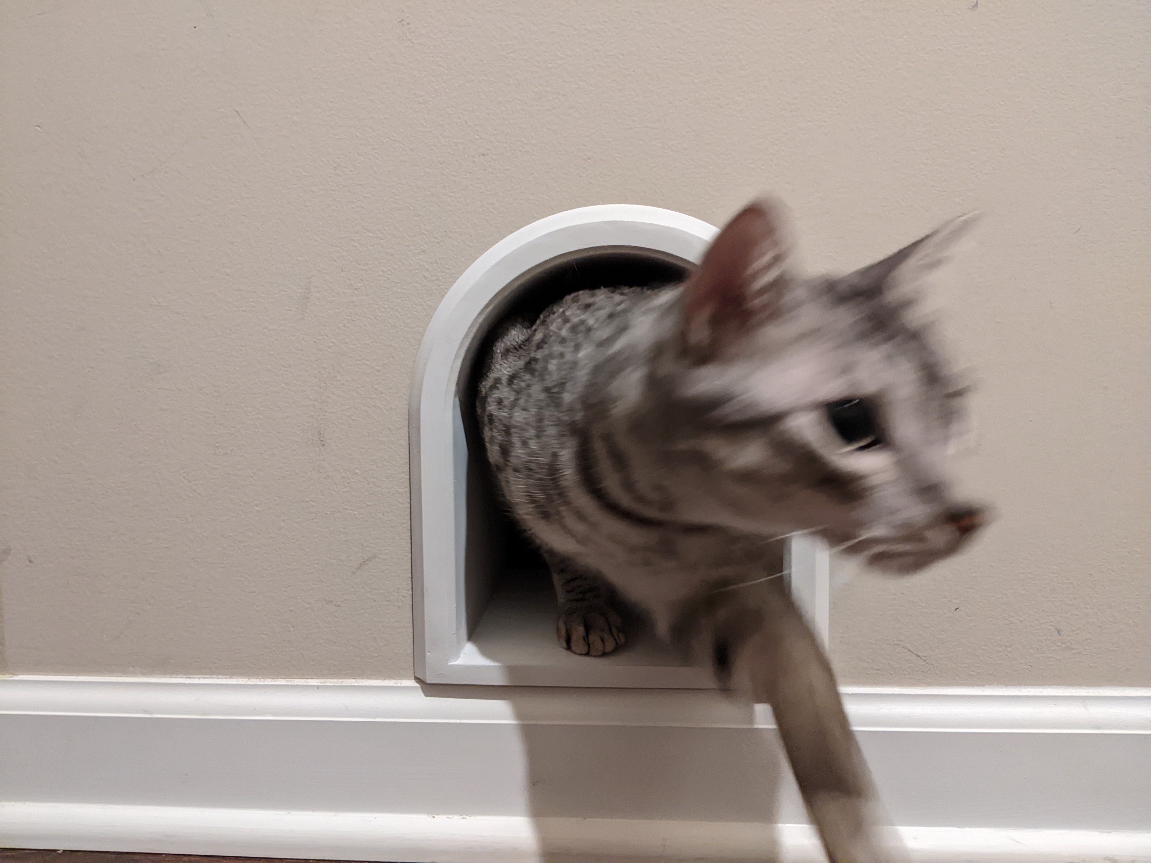 LitterBox Cat Portal through wall Passthrough Keep that litterbox out