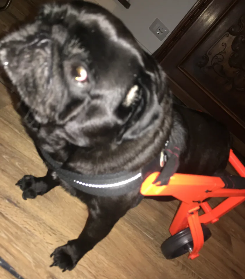 Pug Wheels - Dog Wheelchairs - Version 2 by GAB 3D | Download free STL ...