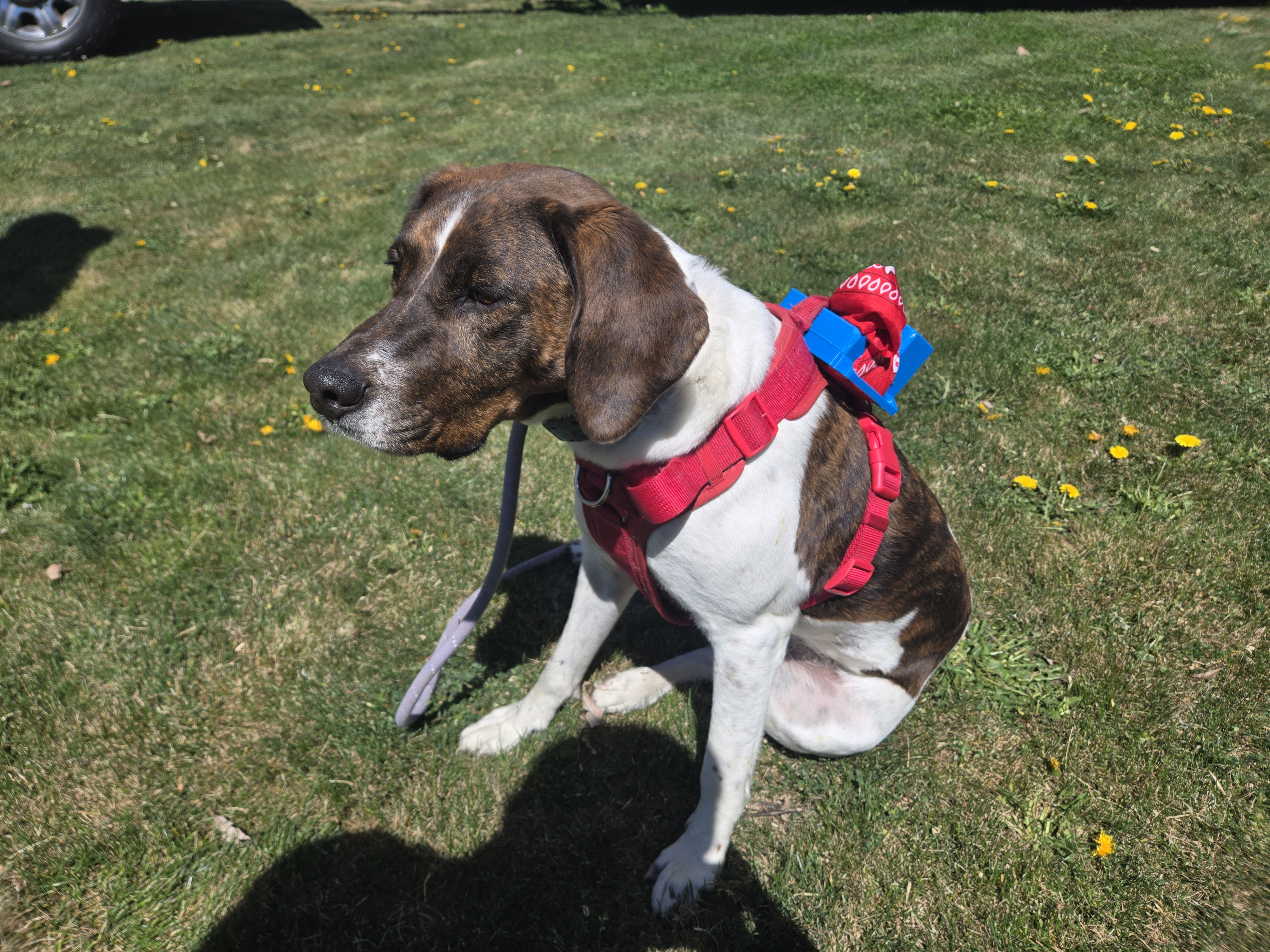 GPS Coordinate DogTracker — thumbnail 3