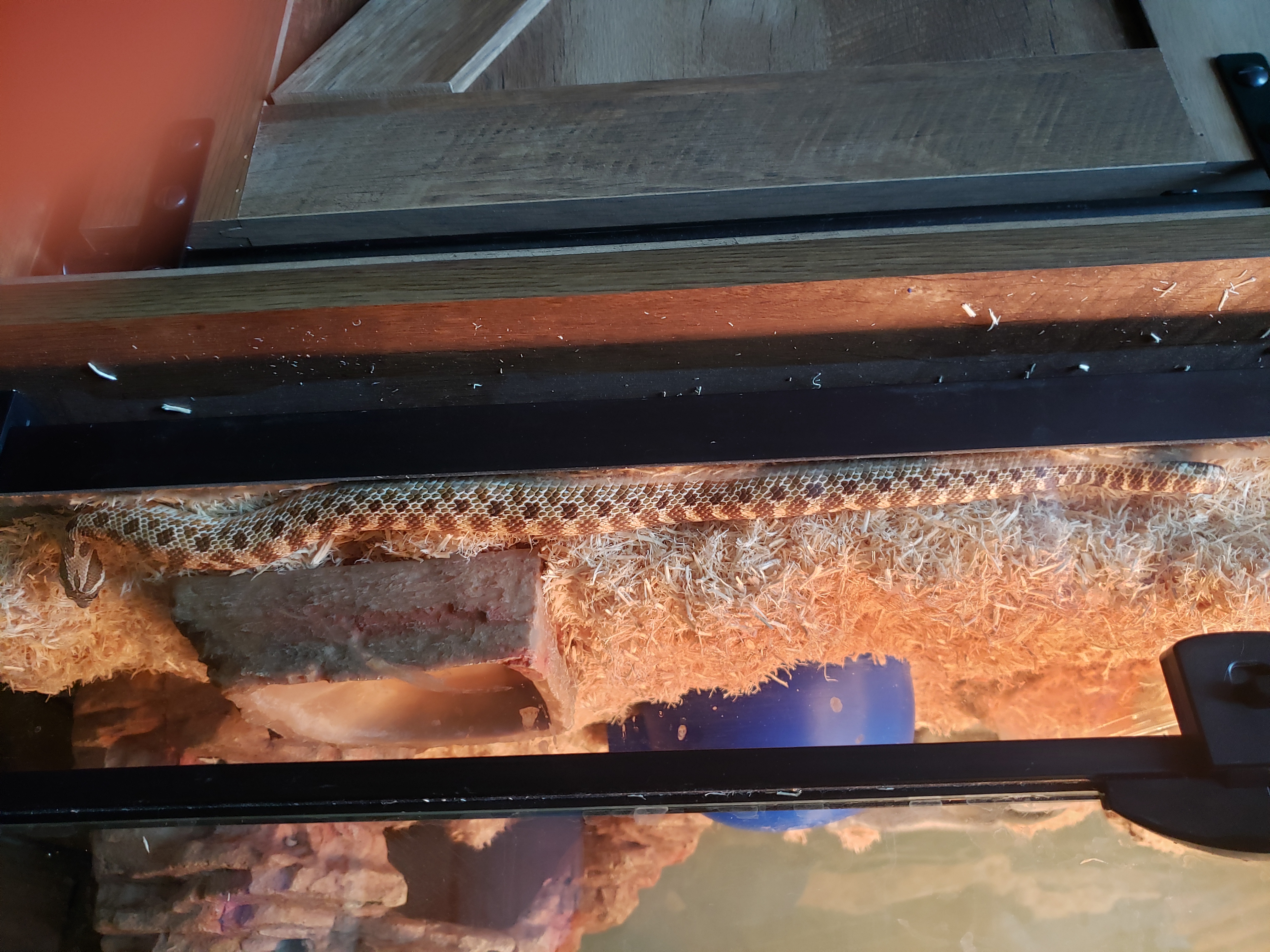 Miniatura 2 do modelo 3D small igloo snake hide
