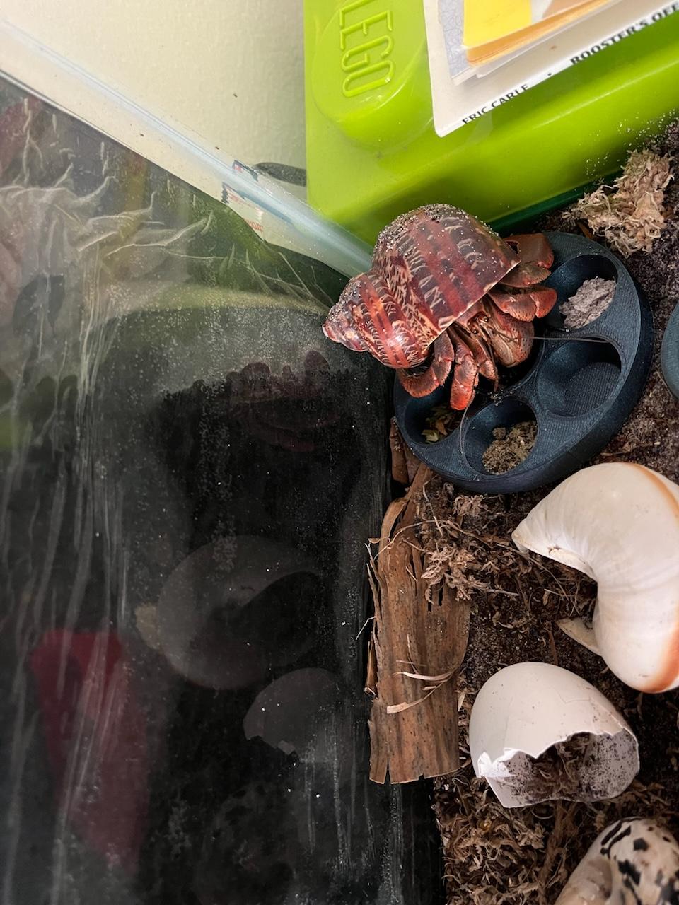 Hermit Crab Circle Feeder
