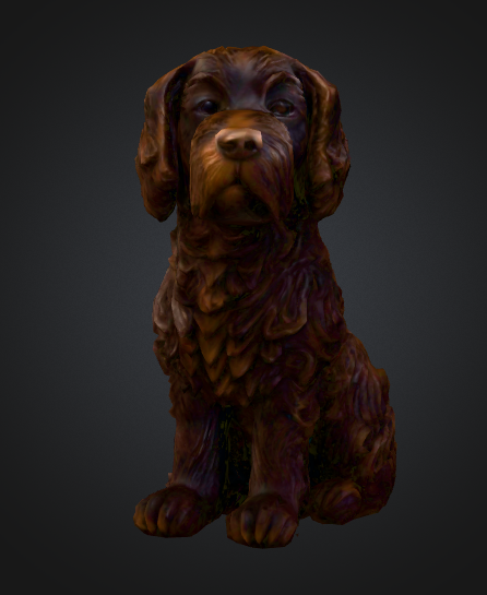 Labradoodle Chocolate Lab mixed with a large poodle