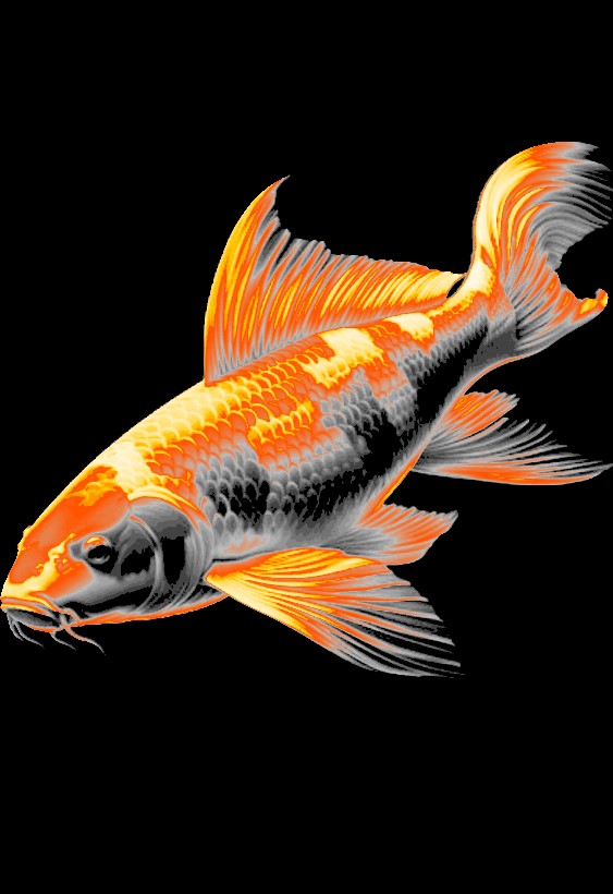 Koi carp "Filament Painting"