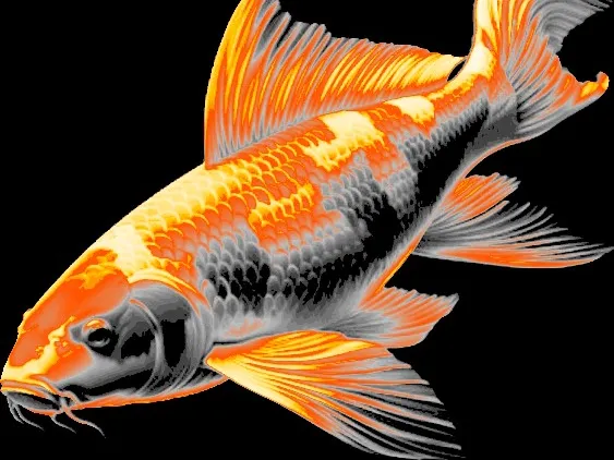 Koi carp "Filament Painting"
