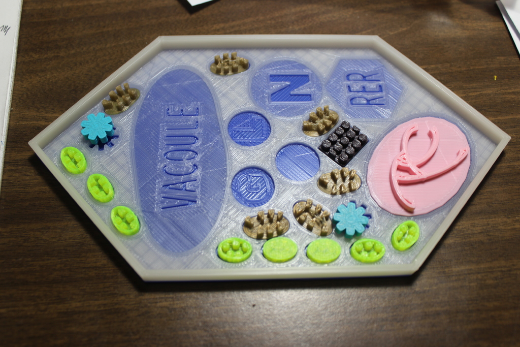 Plant Cell Puzzle