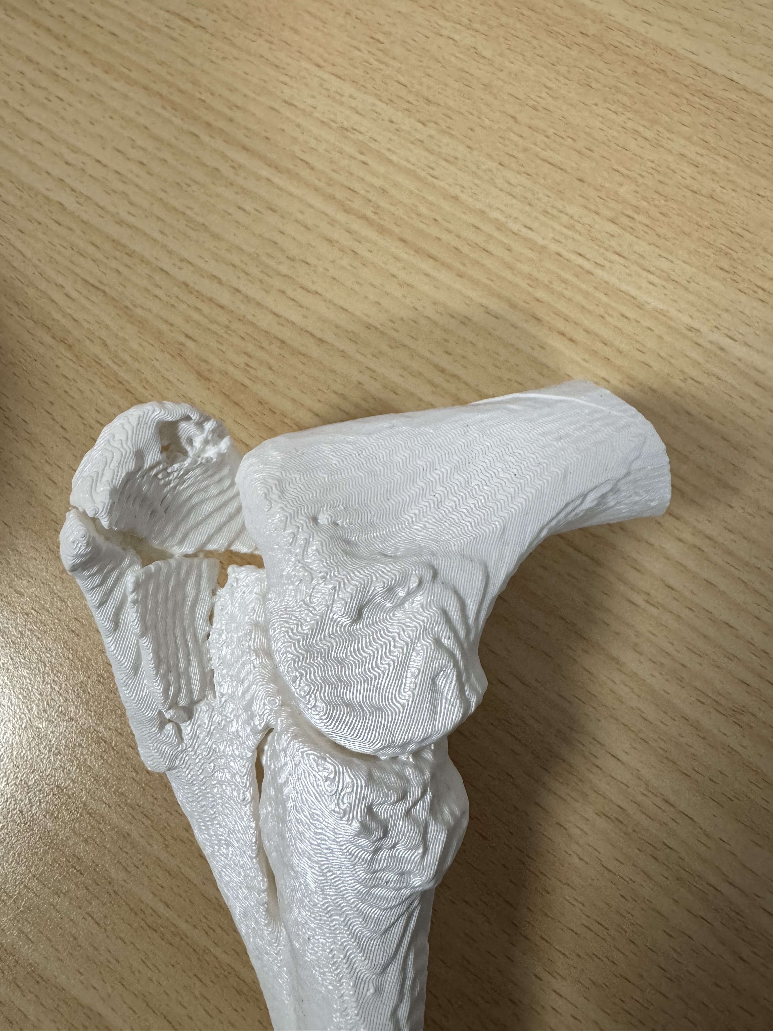 Equine Olecranon Fracture
