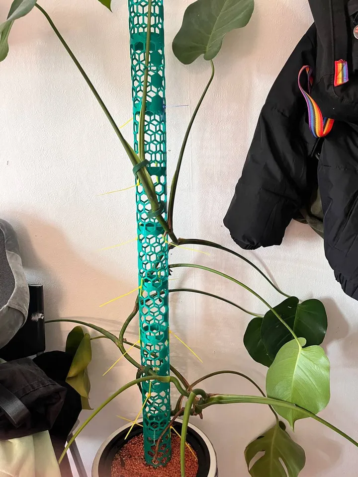 majestic philodendron Philodendron Majestic main image 0