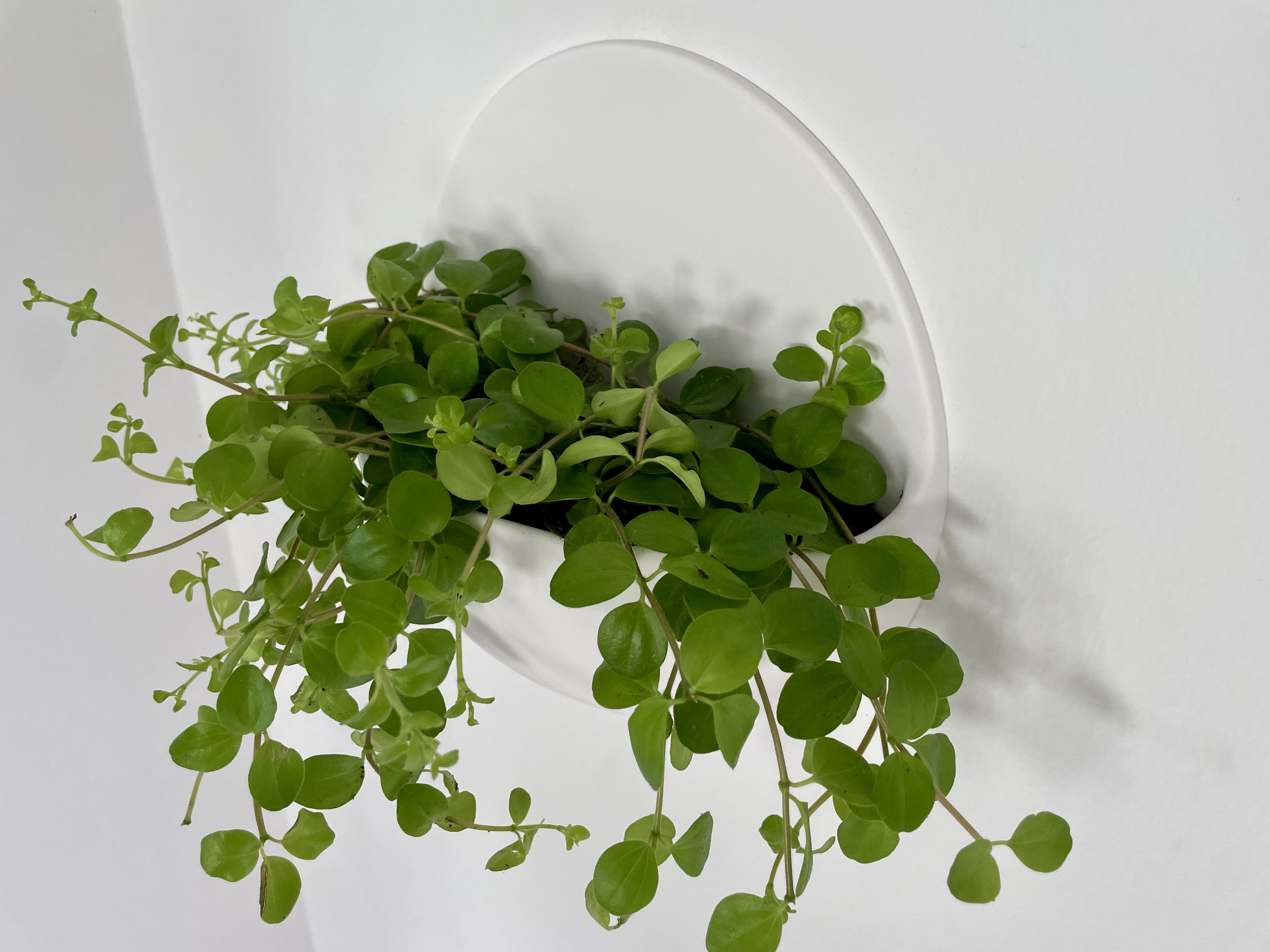 Wall planter